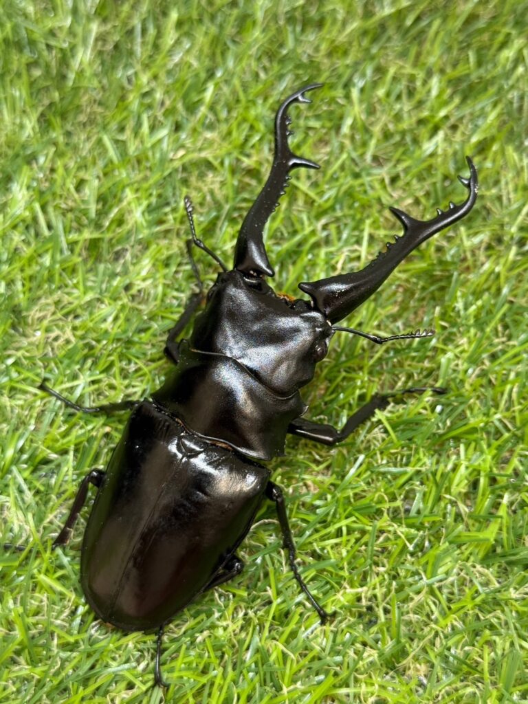 クワガタ1